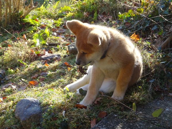 Giersch und Hund